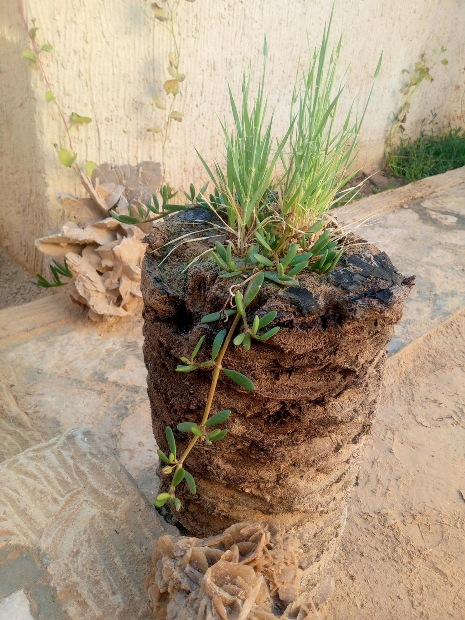 Dar Alibaba Douz Exterior foto